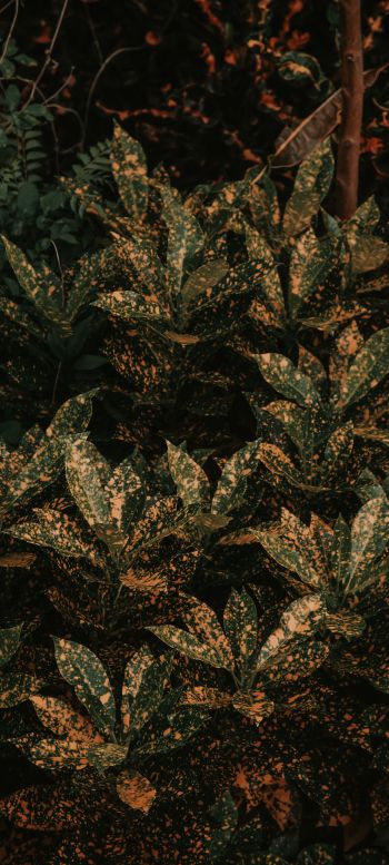 bush, plant, leaves Wallpaper 720x1600