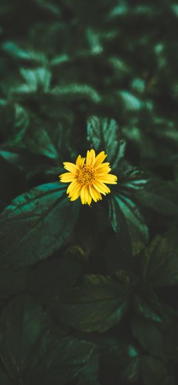 Обои 828x1792 Индия, желтый цветок
