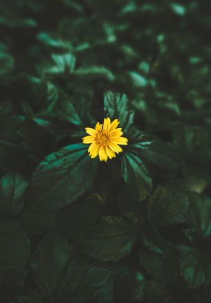 India, yellow flower Wallpaper 1640x2360