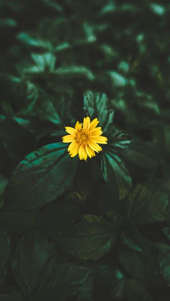 Обои 640x1136 Индия, желтый цветок