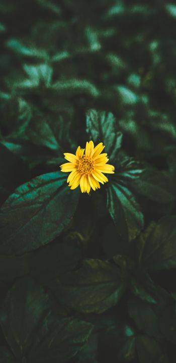 Обои 1440x2960 Индия, желтый цветок
