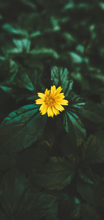 India, yellow flower Wallpaper 1080x2280