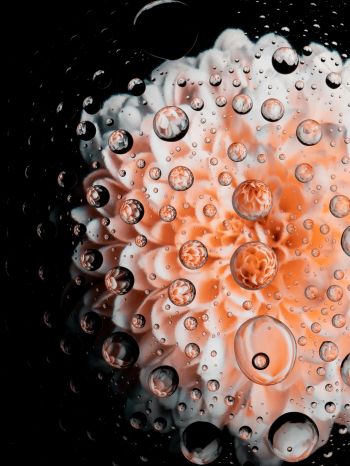 aster, flower, underwater Wallpaper 1620x2160