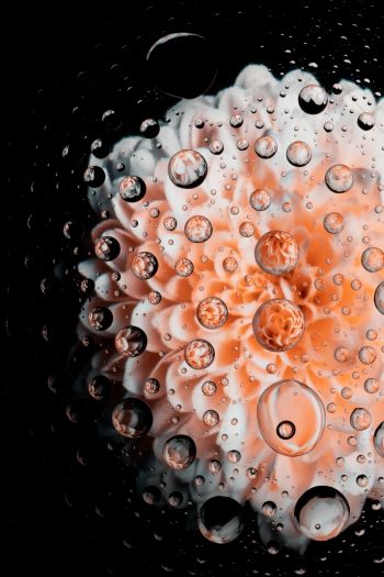 aster, flower, underwater Wallpaper 640x960
