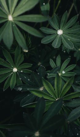 plant, greens Wallpaper 600x1024