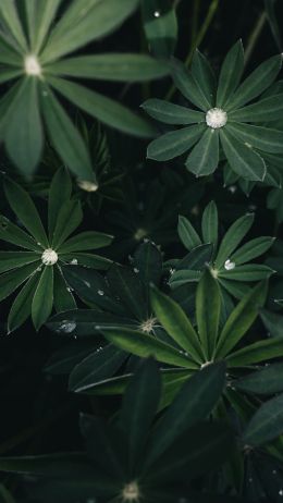 plant, greens Wallpaper 750x1334