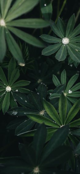 plant, greens Wallpaper 1125x2436