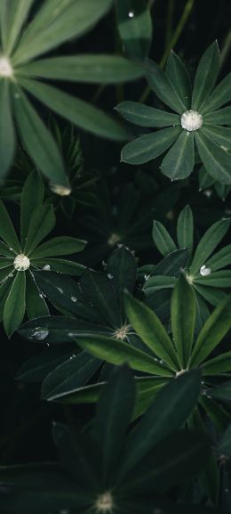 plant, greens Wallpaper 1440x3200