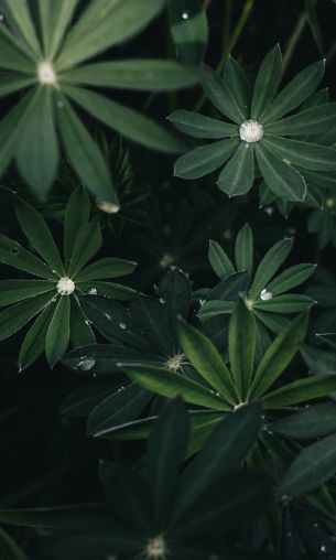 plant, greens Wallpaper 1200x2000