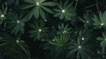 plant, greens Wallpaper 1600x900