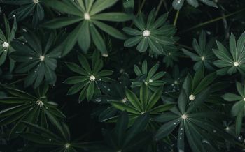 plant, greens Wallpaper 2560x1600