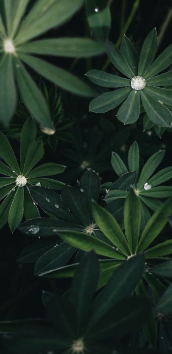 plant, greens Wallpaper 1080x2220