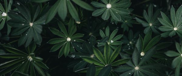 plant, greens Wallpaper 3440x1440