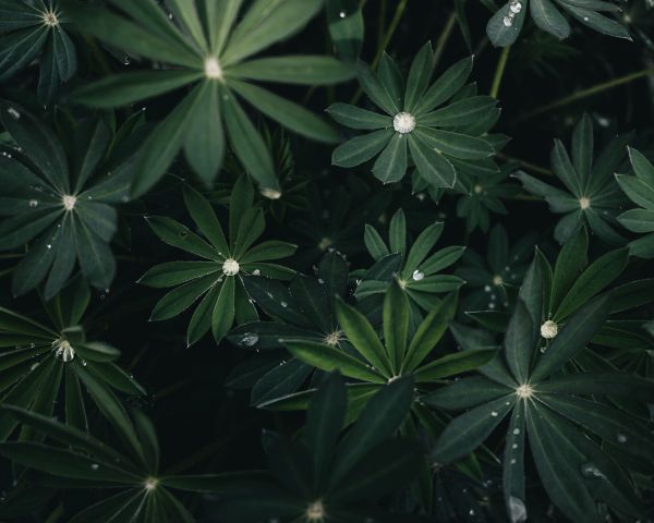 plant, greens Wallpaper 1280x1024