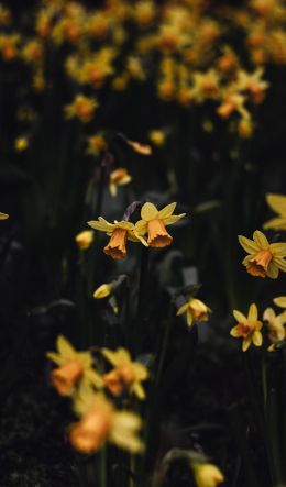 daffodils, flowers, yellow Wallpaper 600x1024