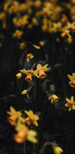 Обои 1080x2220 нарцисс, цветы, желтый