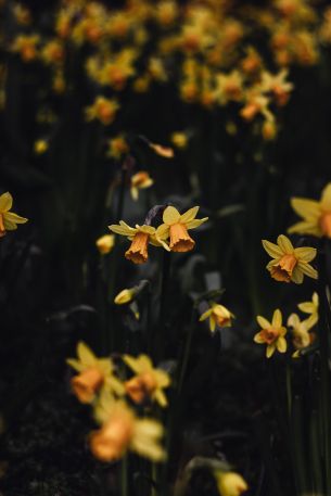 daffodils, flowers, yellow Wallpaper 4000x6000