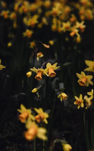 daffodils, flowers, yellow Wallpaper 1752x2800