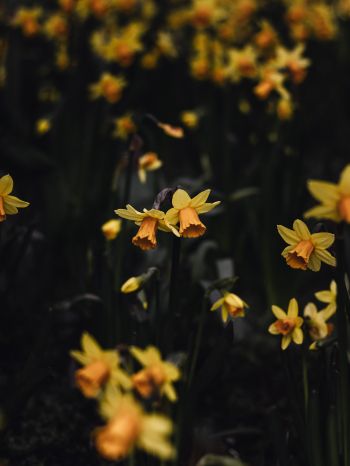 daffodils, flowers, yellow Wallpaper 1620x2160