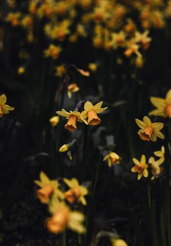 daffodils, flowers, yellow Wallpaper 1640x2360