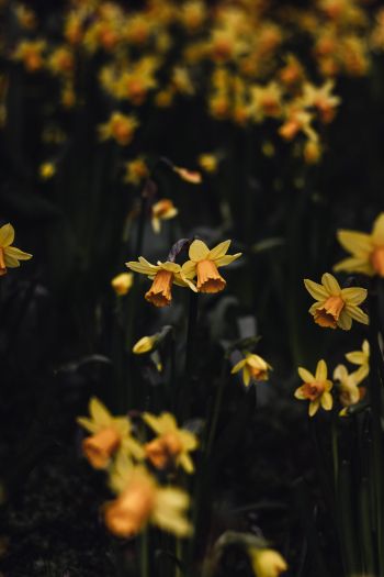 daffodils, flowers, yellow Wallpaper 640x960
