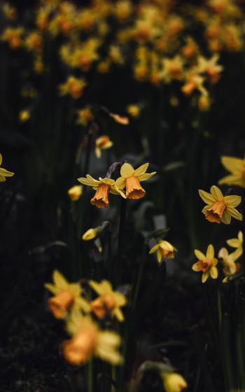 daffodils, flowers, yellow Wallpaper 1752x2800