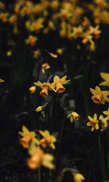 daffodils, flowers, yellow Wallpaper 1200x2000