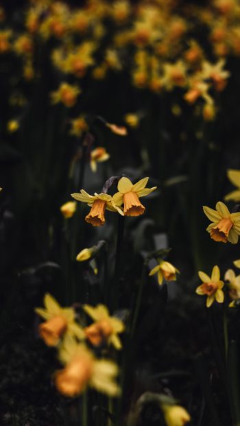 Обои 640x1136 нарцисс, цветы, желтый