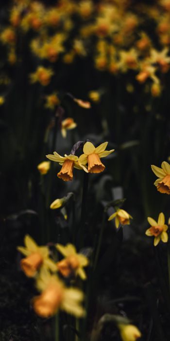 daffodils, flowers, yellow Wallpaper 720x1440
