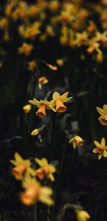 daffodils, flowers, yellow Wallpaper 1080x2220