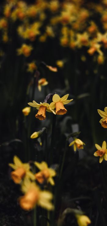 daffodils, flowers, yellow Wallpaper 1080x2280