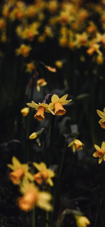 daffodils, flowers, yellow Wallpaper 828x1792