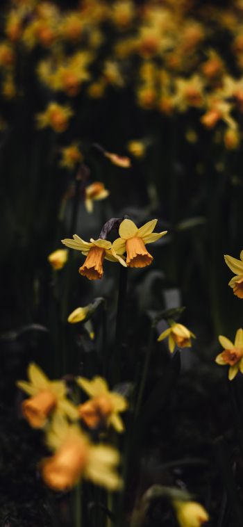 daffodils, flowers, yellow Wallpaper 1080x2340