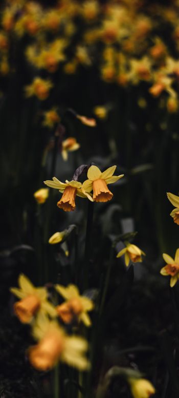 daffodils, flowers, yellow Wallpaper 720x1600