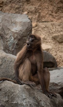 Zoo, Zurich, Switzerland, monkey Wallpaper 600x1024