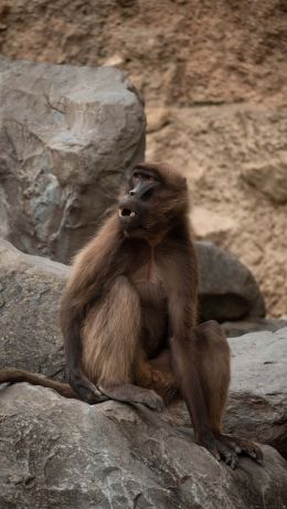 Zoo, Zurich, Switzerland, monkey Wallpaper 640x1136