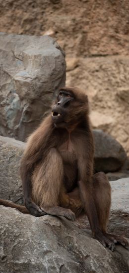 Zoo, Zurich, Switzerland, monkey Wallpaper 1080x2280