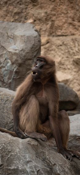 Zoo, Zurich, Switzerland, monkey Wallpaper 1080x2340