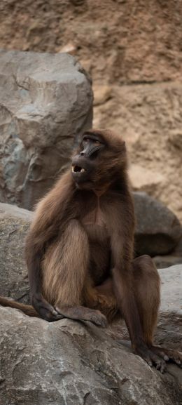 Zoo, Zurich, Switzerland, monkey Wallpaper 1440x3200