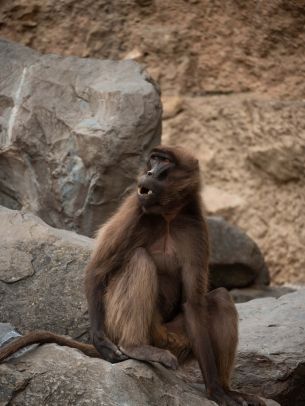 Zoo, Zurich, Switzerland, monkey Wallpaper 1668x2224