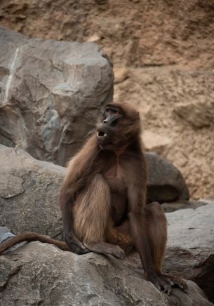 Zoo, Zurich, Switzerland, monkey Wallpaper 1668x2388