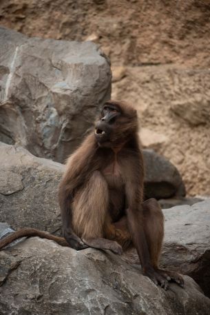 Zoo, Zurich, Switzerland, monkey Wallpaper 640x960