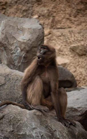 Zoo, Zurich, Switzerland, monkey Wallpaper 1752x2800