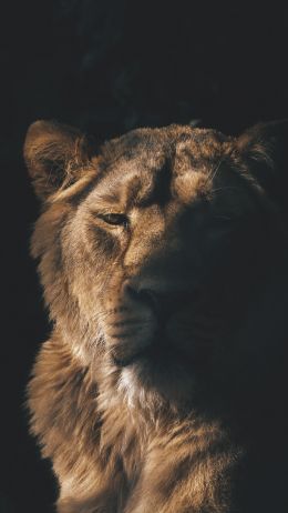 lion, lioness, wild nature Wallpaper 720x1280