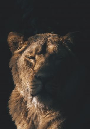 lion, lioness, wild nature Wallpaper 1668x2388