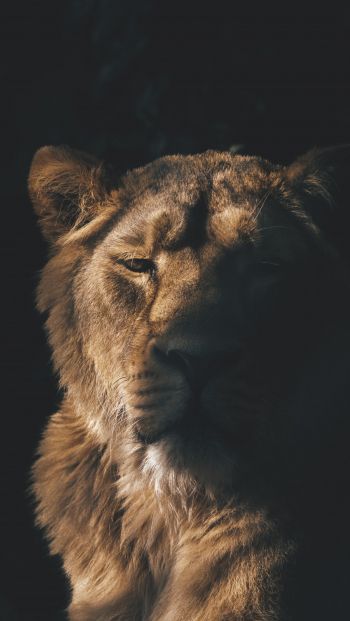 lion, lioness, wild nature Wallpaper 640x1136