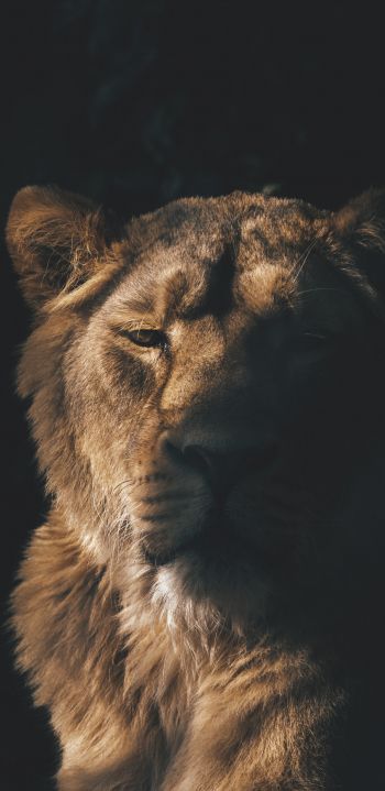 lion, lioness, wild nature Wallpaper 1080x2220
