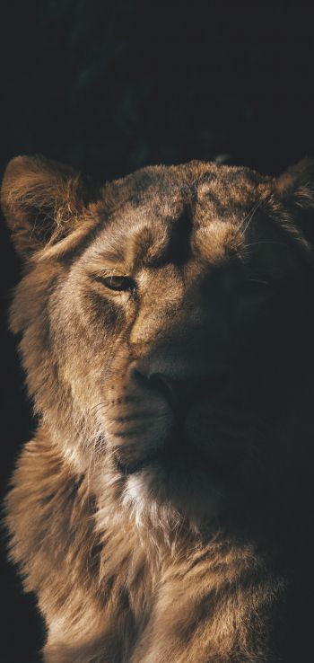 lion, lioness, wild nature Wallpaper 1080x2280