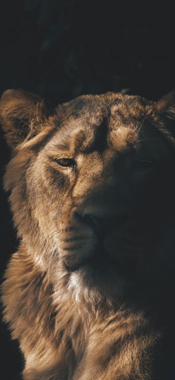 lion, lioness, wild nature Wallpaper 1080x2340