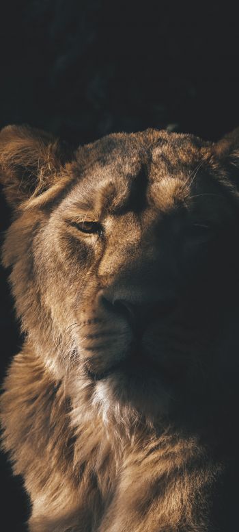 lion, lioness, wild nature Wallpaper 720x1600